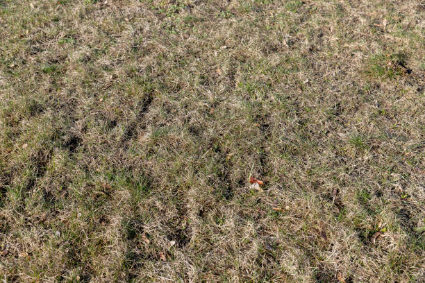 istock grass growing in early spring in windy weather 1490451348