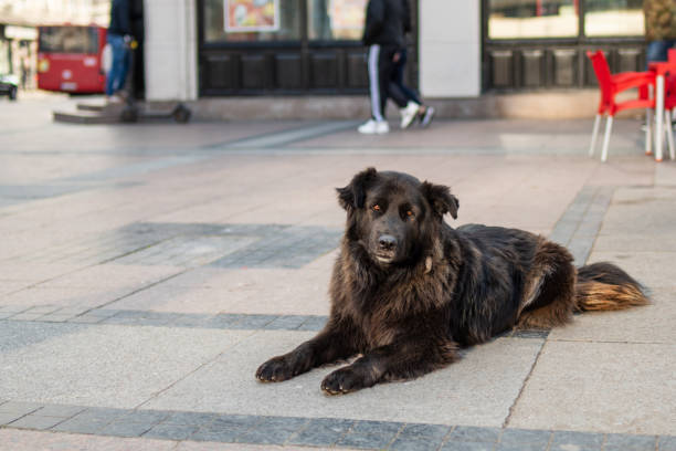 istock Stray dog from the downtown 1490452067