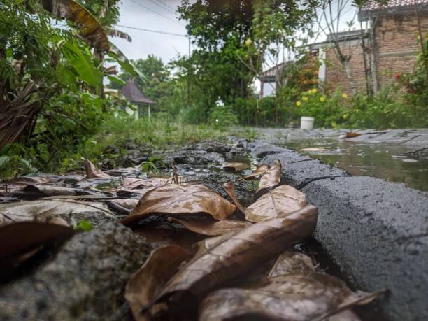 istock wet leaves in the rain 1490453246