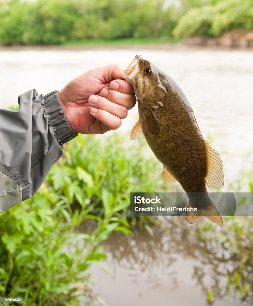 Pesca de robalo Smallmouth - Foto de stock de Guelra royalty-free