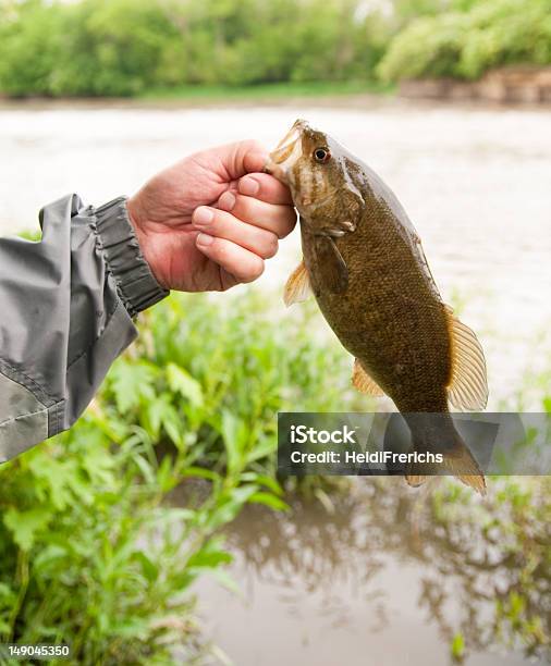 Foto de Pesca De Robalo Smallmouth e mais fotos de stock de Guelra - Guelra, Segurar, Achigã-de-boca-pequena