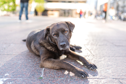 Photo of the stray dog who lives in downtown of Nis, Serbia. All dogs from the downtown are friendly with other dogs and people. They are chilling out and waiting for food from passers by