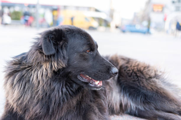 istock Stray dog from the downtown 1490453799