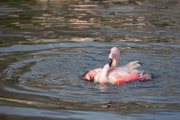 istock Greater Flamingo in captivity 1490456958