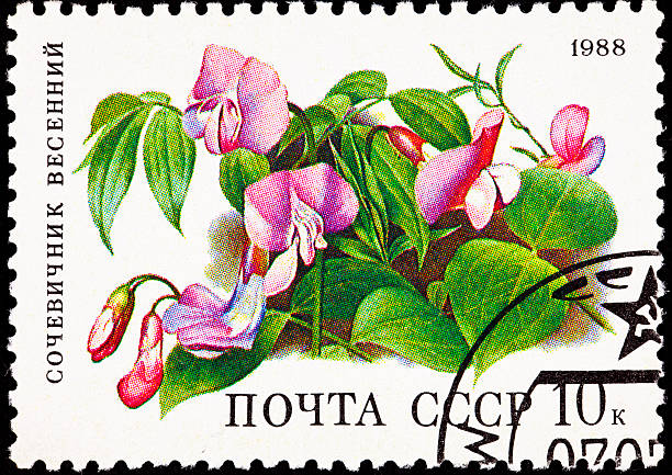 istock Canceled Soviet Russia Postage Stamp Spring Vetchling Lathyrus Vernus Orobus 149045819