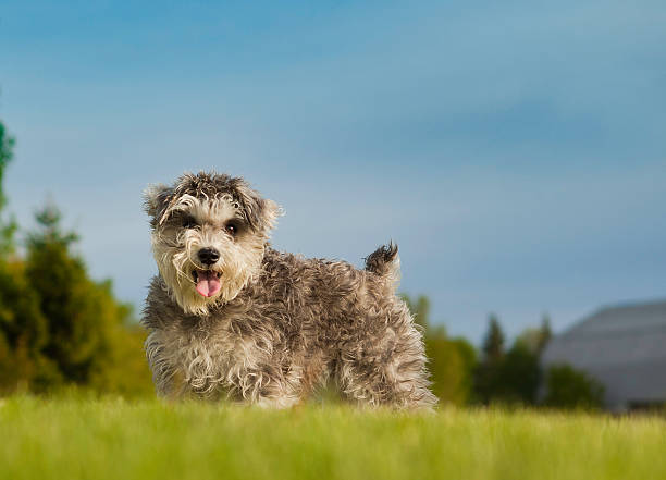 istock Miniature Schnauzer on top of a hill looking at camera 149045839