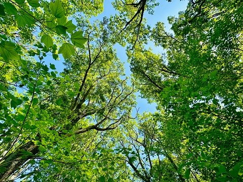 Scenic forest of fresh green deciduous trees framed by leaves, with the sun casting its warm rays through the foliage