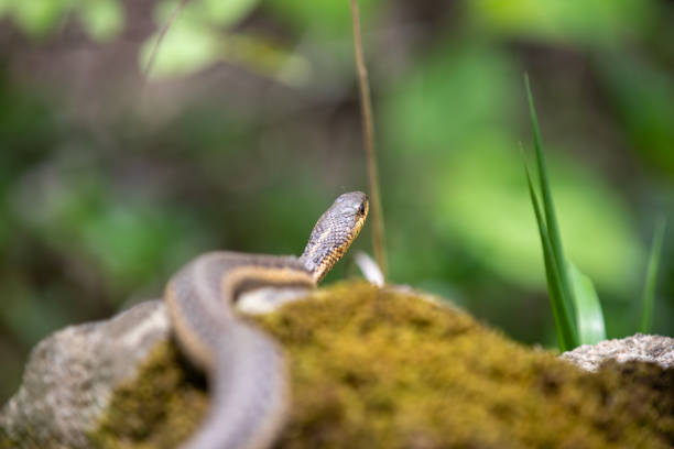 istock A garter snake sunning itself on on a moss-covered rock. 1490459024