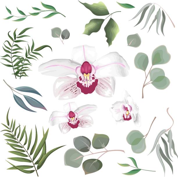 печатать - fern frond leaf illustration and painting stock illustrations