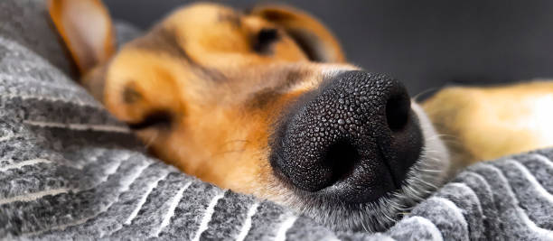 bannière de chien endormi. arrière-plan déconcentré. - grooming product photos et images de collection