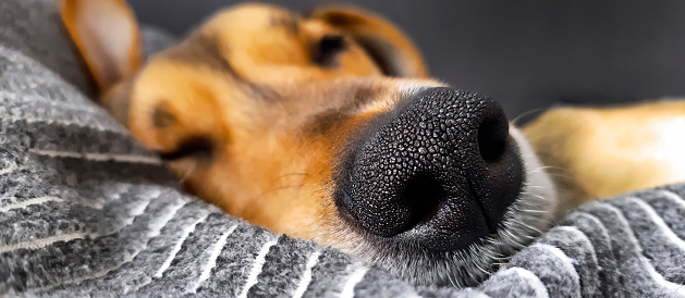 Funny dozing doggy muzzle. Dog lifestyle. Header for website, article, flyer, advertisement, pet store, pet hotel.