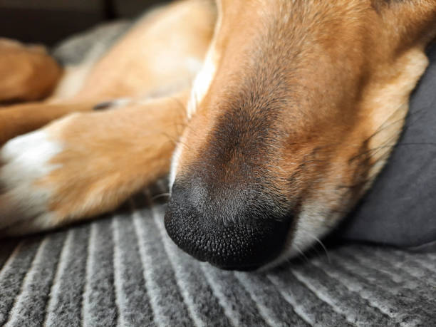 istock Close-up of sleeping dog's nose. 1490460202
