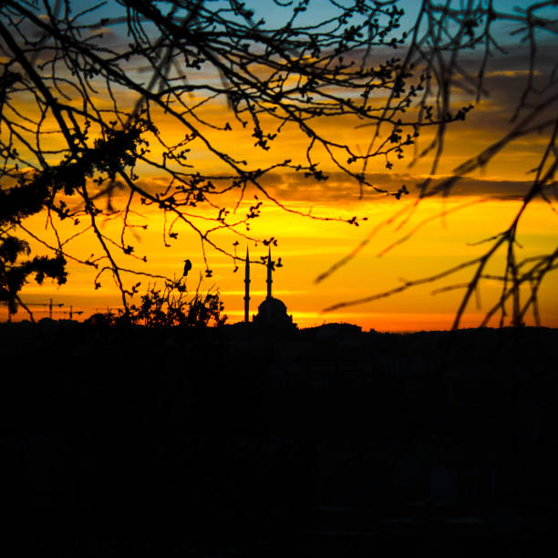 A sunset with a tree in the foreground and a building in the background.Bird and mosque shadow.