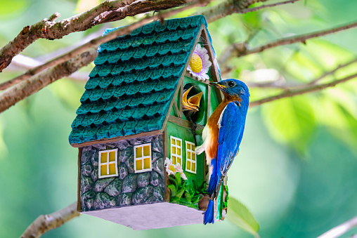 Male Eastern Bluebird feeding young in fancy birdhouse