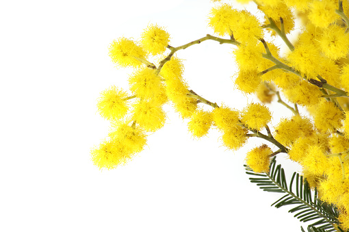 Mimosa flowers bunch, yellow fluffy balls and leaves in close-up over white background. Acacia dealbata (silver wattle)