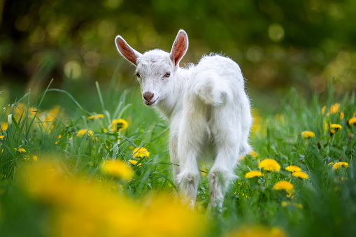 White baby goat standing on green grass with yellow flowers