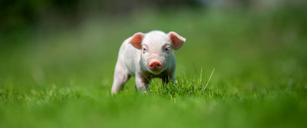istock Newborn piglet on spring green grass on a farm 1490463234