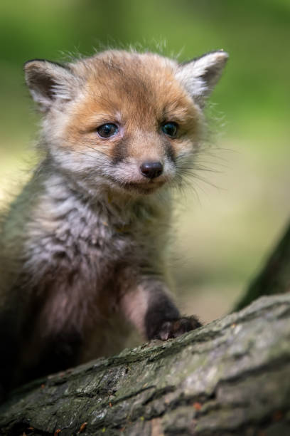 istock Red fox, vulpes vulpes, small young cub in forest on tree stump. Wildlife scene from nature 1490463236