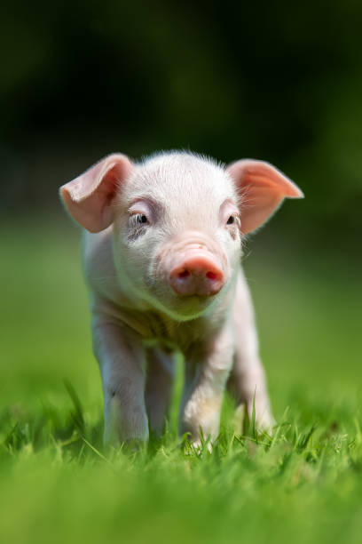 istock Newborn piglet on spring green grass on a farm 1490463257
