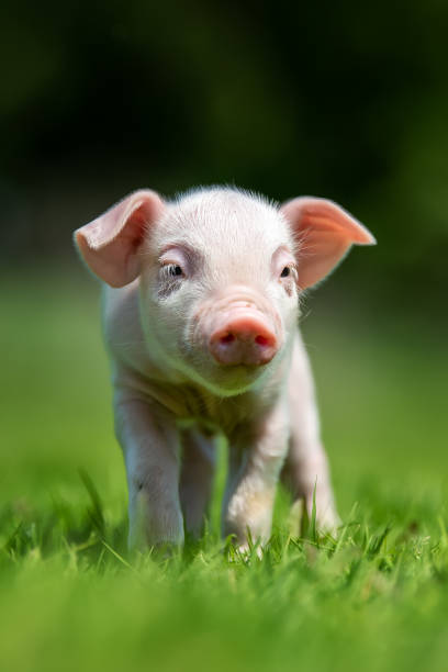 Newborn piglet on spring green grass on a farm stock photo