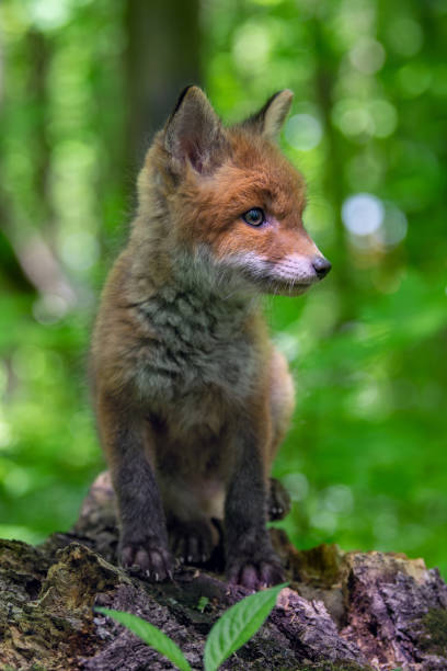 istock Red fox, vulpes vulpes, small young cub in forest on tree stump. Wildlife scene from nature 1490463271