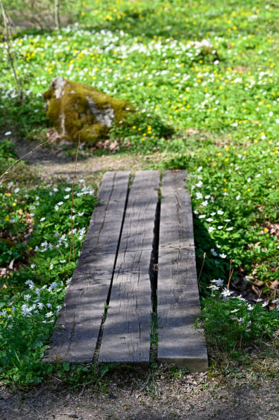 duck board and bridge made of wood Soron Orebro Sweden may 9 2023