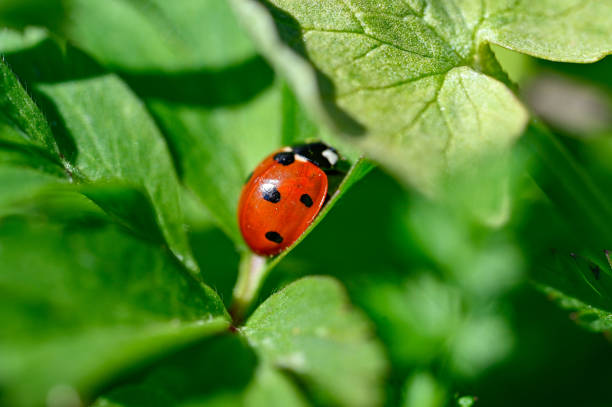 istock Close to a cute little ladybird ladybug 1490463304