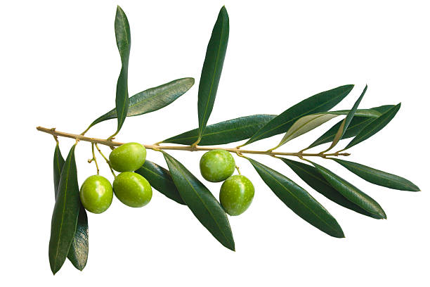 istock branch of green olives 149046360