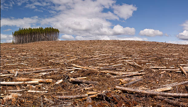 Clearcut logging A pine forest is clearcut save for a small island of trees deforestation photos stock pictures, royalty-free photos & images