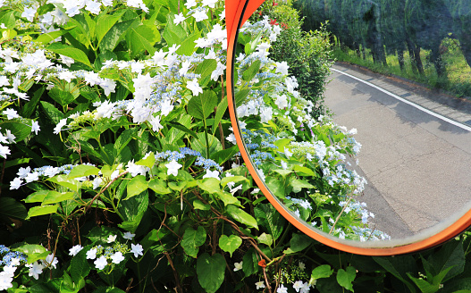 Hydrangea flowers reflected in the curved mirror