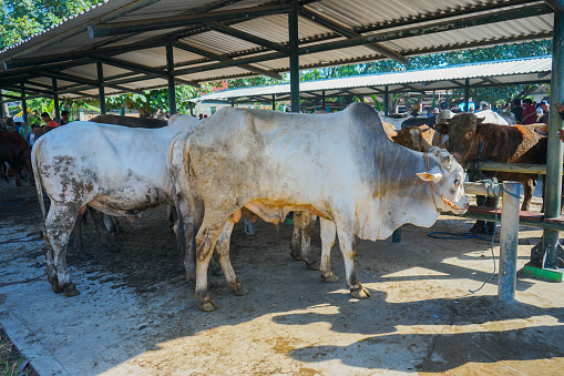 yogyakarta, indonesia may 15, 2023 \nseveral cows for sale at imogiri cattle market, yogyakarta.