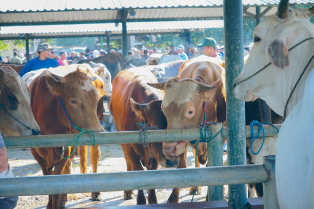 yogyakarta, indonesia may 15, 2023 \nseveral cows for sale at imogiri cattle market, yogyakarta.