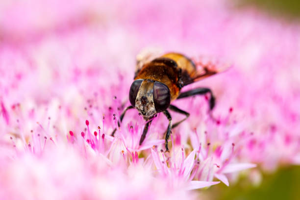 Syrphid flies, A hoverfly on a flower, A close-up