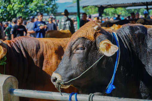 yogyakarta, indonesia may 15, 2023 \nCloseup of a cow's head side view at the Imogiri cattle market, Yogyakarta