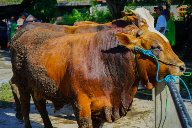 Sapi Many 10+ Sapi Limusin Foto Foto Foto Stok, Potret, & Gambar Bebas Royalti ...