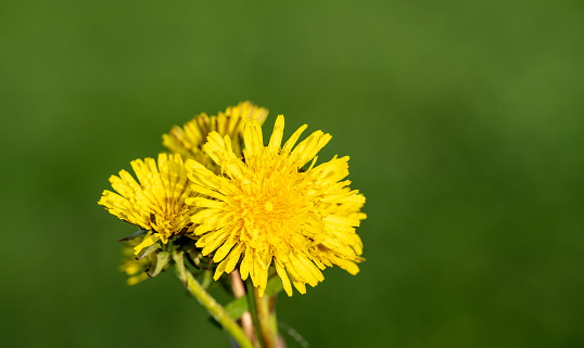 Dandelion leaves for salad pissenlit, natural fresh spring healthy food background