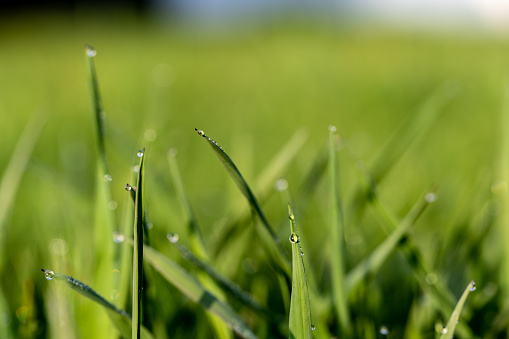 Green grass with water drops after rain. Close-up with selective focus.