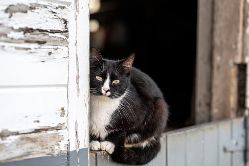 Barn cat looking out the barn door.