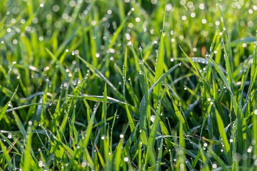 bright green lawn grass with dew drops, a small fly on the grass, sunlight
