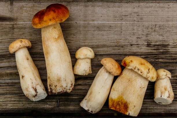 istock Freshly picked porcini mushrooms on rustic wooden table. Top view 1490465254