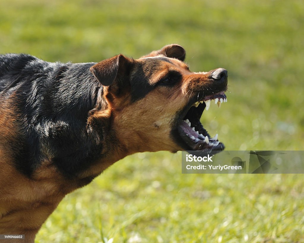 Wütenden Hund mit bared putzen - Lizenzfrei Hund Stock-Foto
