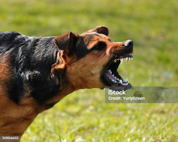 Wütenden Hund Mit Bared Putzen Stockfoto und mehr Bilder von Hund - Hund, Gewalt, Aggression