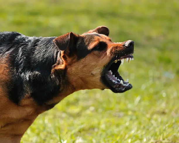 Photo of angry dog with bared teeth