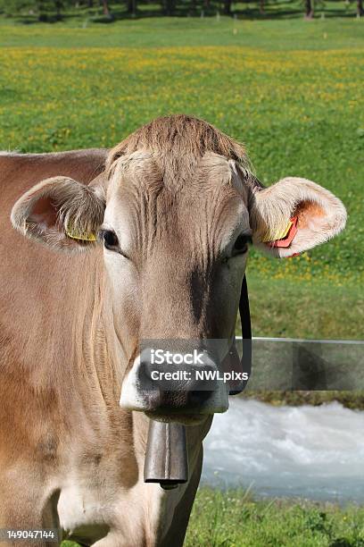 Cow 전통적인 Bell 가축에 대한 스톡 사진 및 기타 이미지 - 가축, 갈색, 꽃-식물