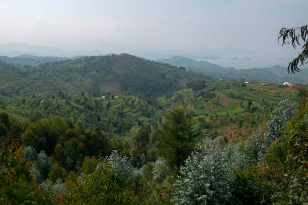 Cultivated hills and fields on the Congo Nile trail along the shores of Lake Kivu stock photo