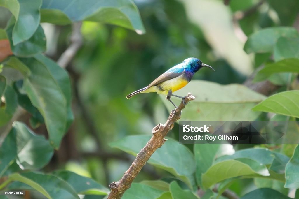 Sunbird perched on a branch near the shores of lake Kivu Africa Stock Photo