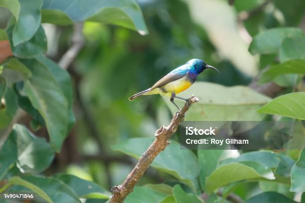 Sunbird Perched On A Branch Near The Shores Of Lake Kivu Stock Photo - Download Image Now