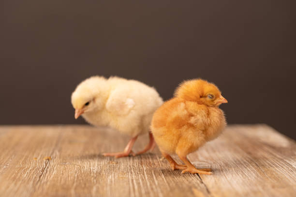 istock Multiple Baby Chicken on a Wooden Plank 1490474333