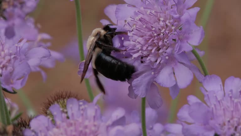 Bumble bee collecting nectar from scabiosa flower