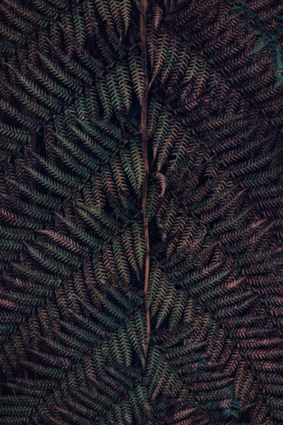 Tree fern leaf background. Muted dark forest tones of a tree fern leaf in a rainforest, Tasmania, Australia. stock photo